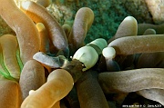 Hamopontonia corallicola Heliofungia actiniformis-Liwutonkidi Jetty beach-16m-20180604-Denis-ADER-DSC_4218_tn